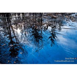 Brad Reed\'s Day 75 of 365 