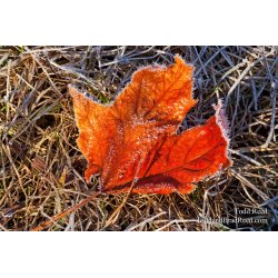 Todd Reed\'s Day 76 of 365 