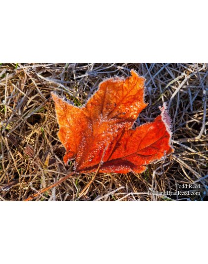 Todd Reed's Day 76 of 365 