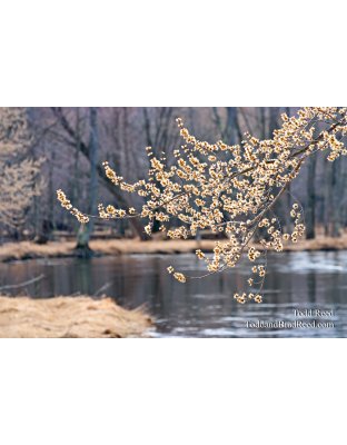 Todd Reed's Day 79 of 365 