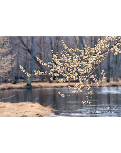 Todd Reed's Day 79 of 365 