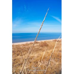 Brad Reed\'s Day 80 of 365 