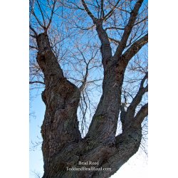 Brad Reed\'s Day 82 of 365 
