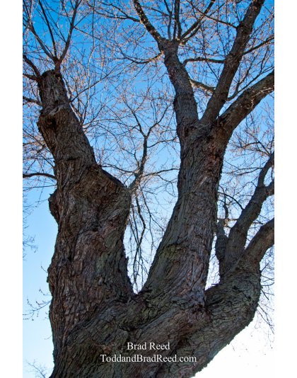 Brad Reed's Day 82 of 365 