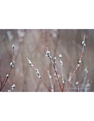 Todd Reed's Day 86 of 365 