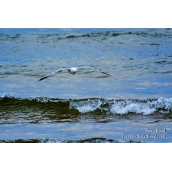 Brad Reed\'s Day 86 of 365 