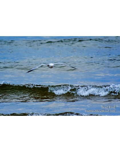 Brad Reed's Day 86 of 365 