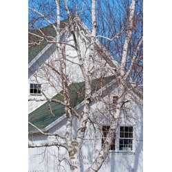 Todd Reed\'s Day 87 of 365 