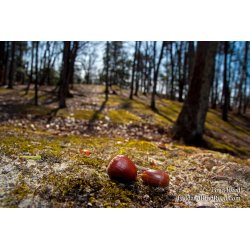 Brad Reed\'s Day 87 of 365 