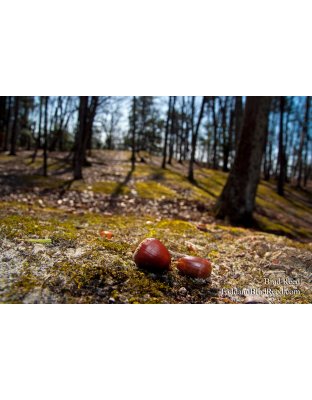 Brad Reed's Day 87 of 365 