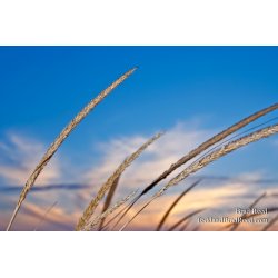 Brad Reed\'s Day 89 of 365 