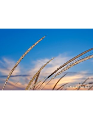 Brad Reed's Day 89 of 365 