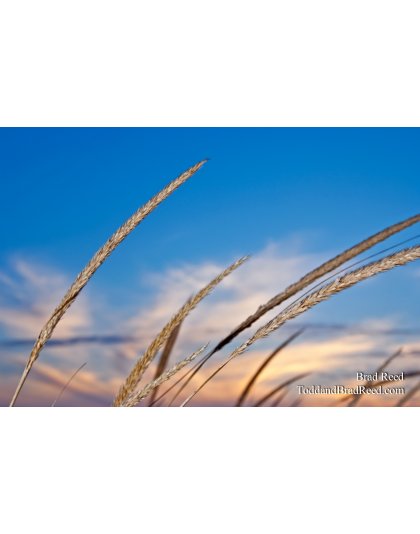 Brad Reed's Day 89 of 365 