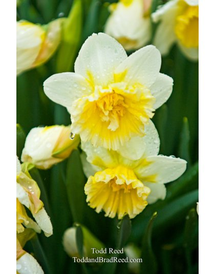 Todd Reed's Day 93 of 365 