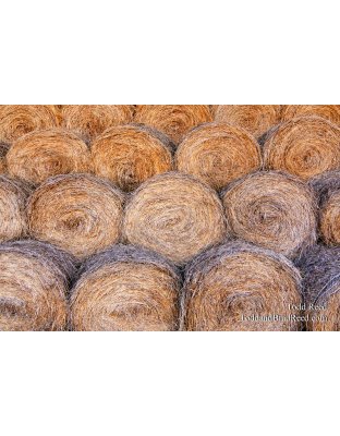 Todd Reed's Day 95 of 365 