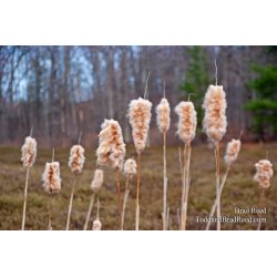 Brad Reed\'s Day 95 of 365 