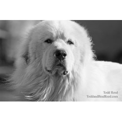 Todd Reed\'s Day 99 of 365 