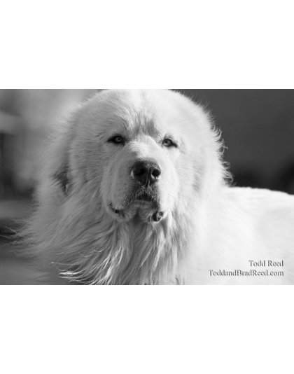 Todd Reed's Day 99 of 365 