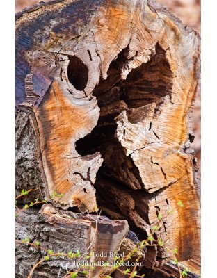 Todd Reed's Day 100 of 365 