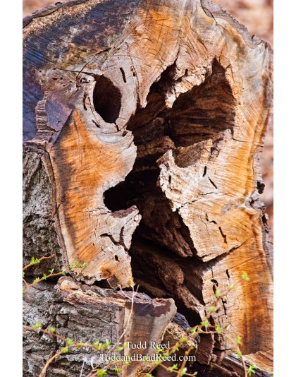 Todd Reed's Day 100 of 365 