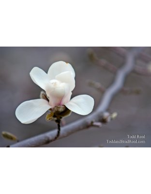 Todd Reed's Day 102 of 365 