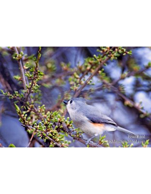 Brad Reed's Day 102 of 365 