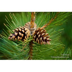 Todd Reed\'s Day 103 of 365 