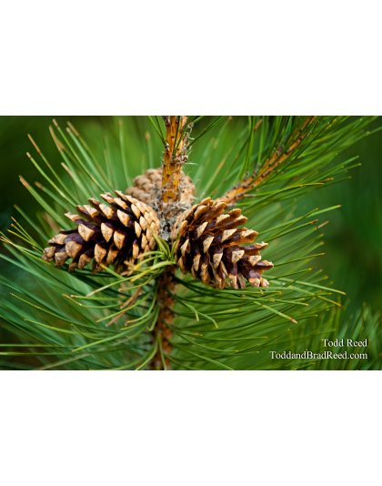 Todd Reed's Day 103 of 365 