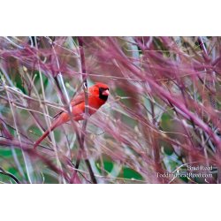 Brad Reed\'s Day 103 of 365 