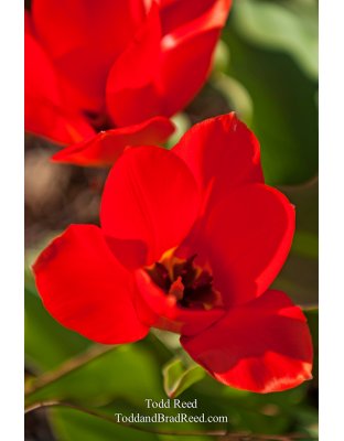 Todd Reed's Day 104 of 365 