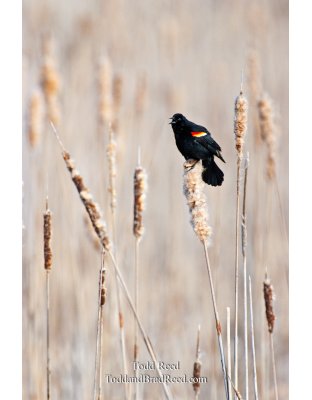 Todd Reed's Day 108 of 365 