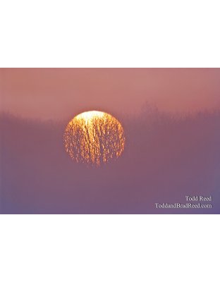 Todd Reed's Day 109 of 365 