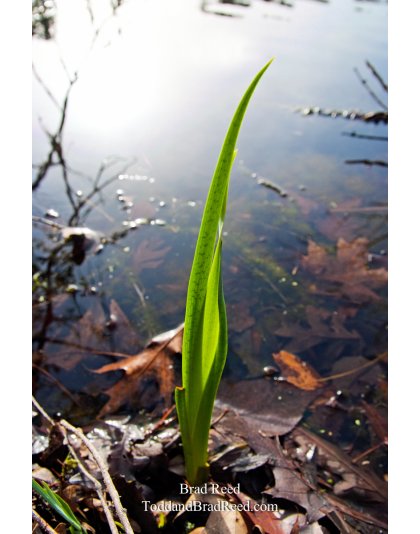 Brad Reed's Day 109 of 365 