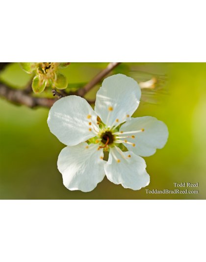 Todd Reed's Day 110 of 365 