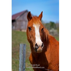 Todd Reed\'s Day 111 of 365 
