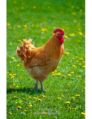 Brad Reed's Day 111 of 365 