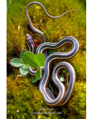 Todd Reed's Day 115 of 365 