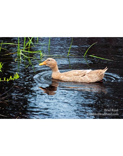 Brad Reed's Day 115 of 365 