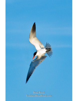 Brad Reed's Day 116 of 365 