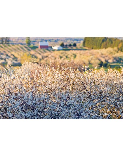 Todd Reed's Day 117 of 365 