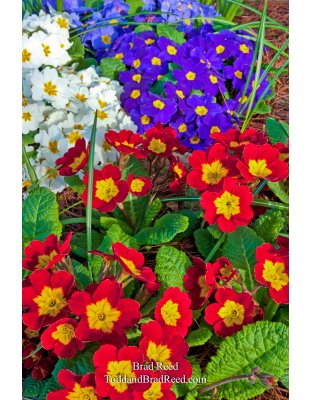 Brad Reed's Day 118 of 365 