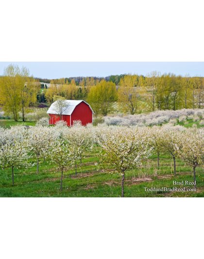 Brad Reed's Day 119 of 365 