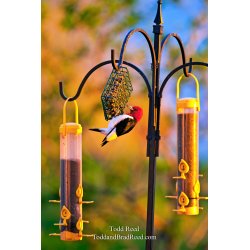 Todd Reed\'s Day 121 of 365 