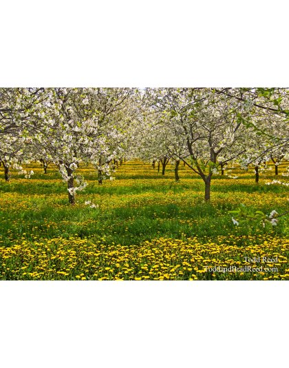 Todd Reed's Day 122 of 365 