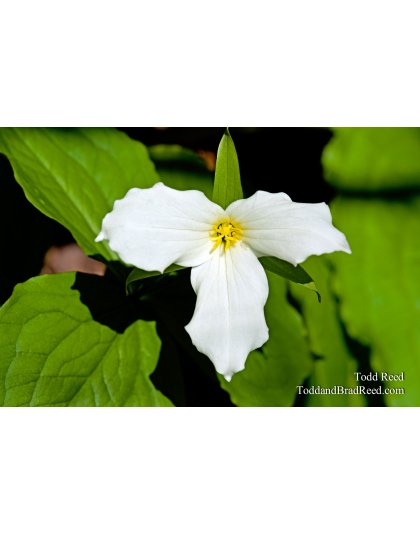 Todd Reed's Day 125 of 365 