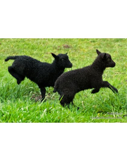 Todd Reed's Day 127 of 365 