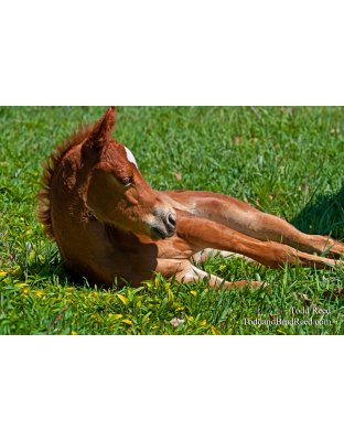 Todd Reed's Day 129 of 365 