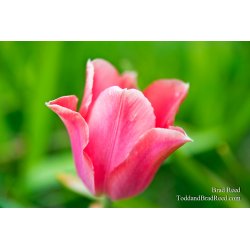 Brad Reed\'s Day 130 of 365 