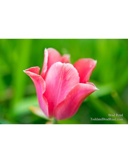 Brad Reed's Day 130 of 365 