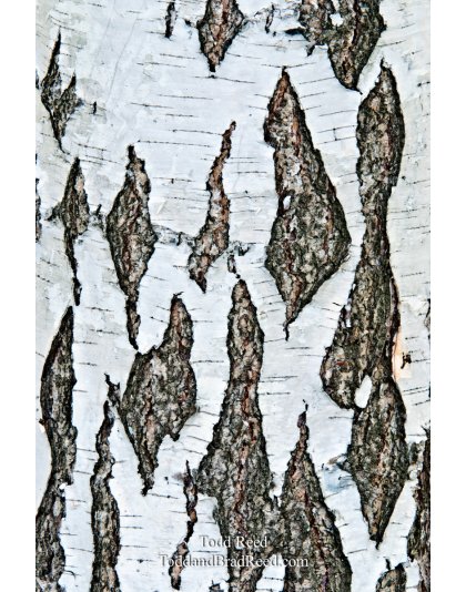 Todd Reed's Day 132 of 365 